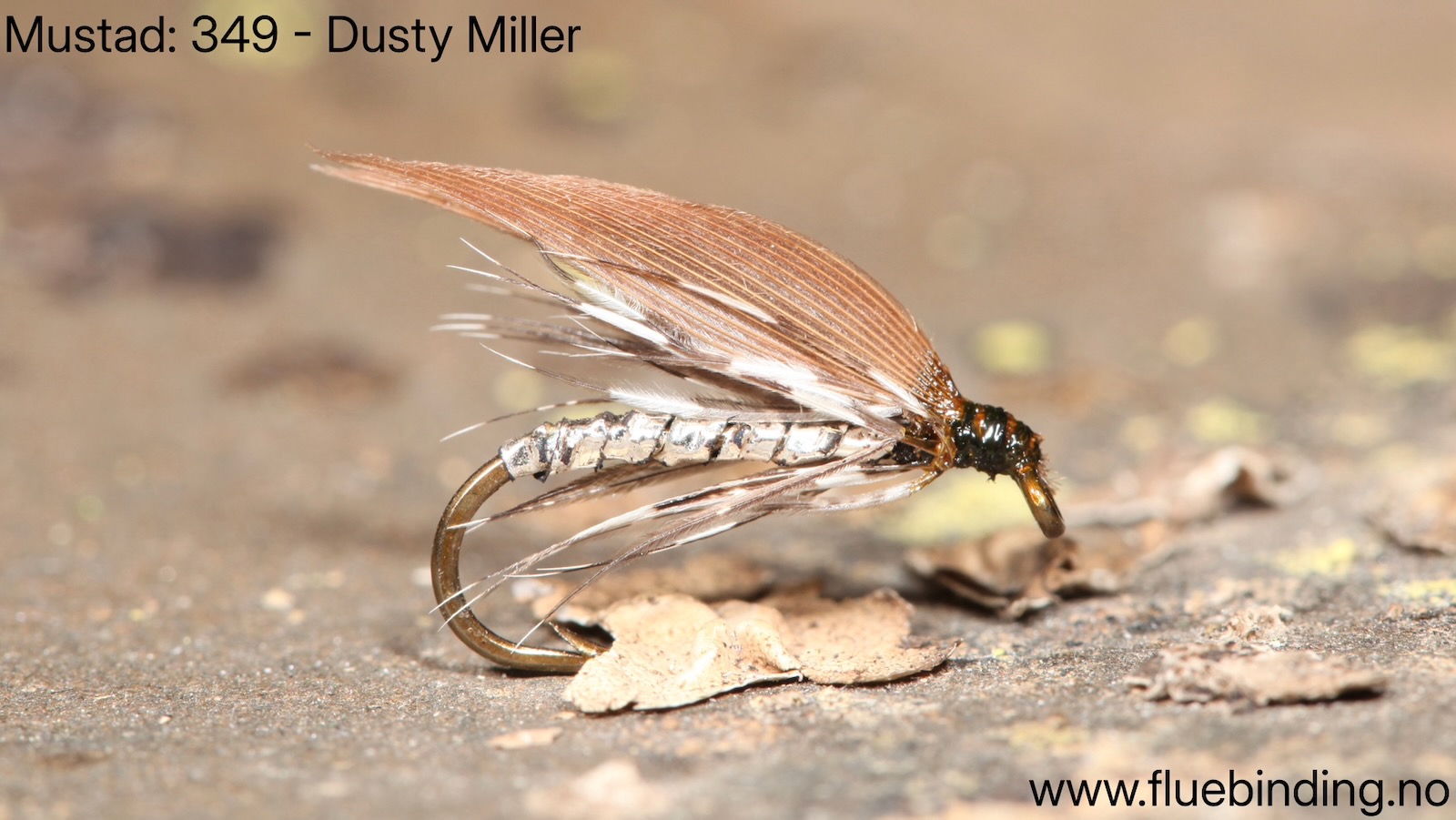 Dusty Miller