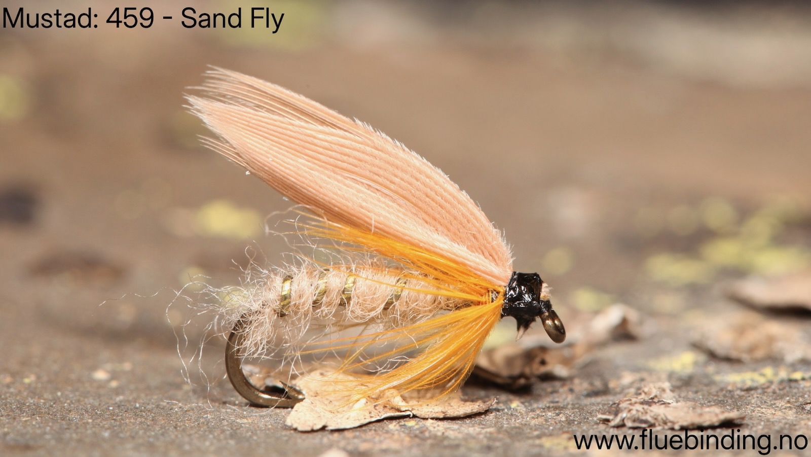 Sand Fly