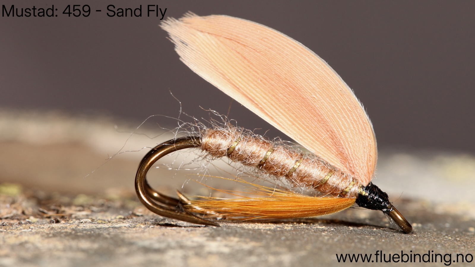 Sand Fly