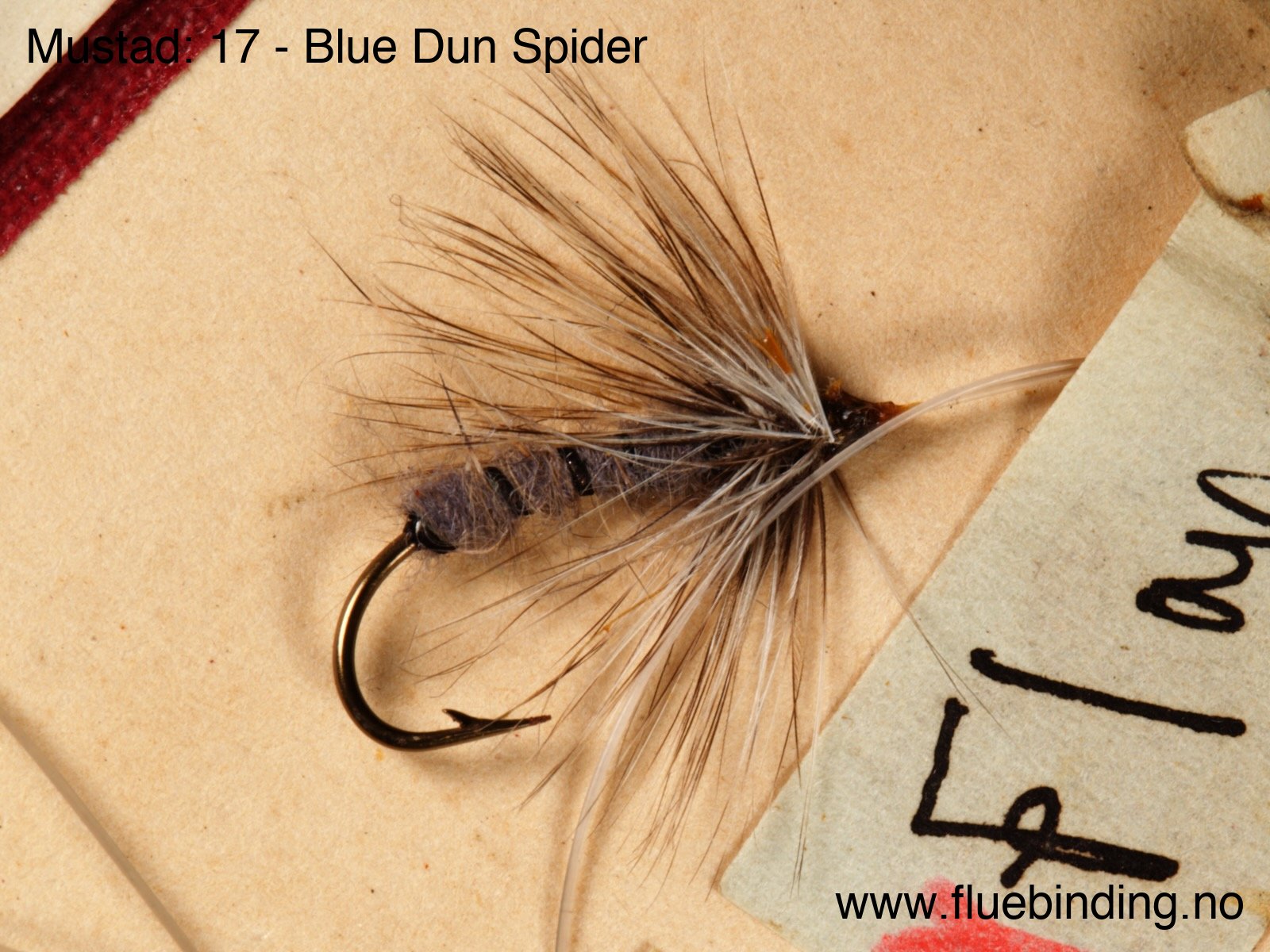 Blue Dun Spider