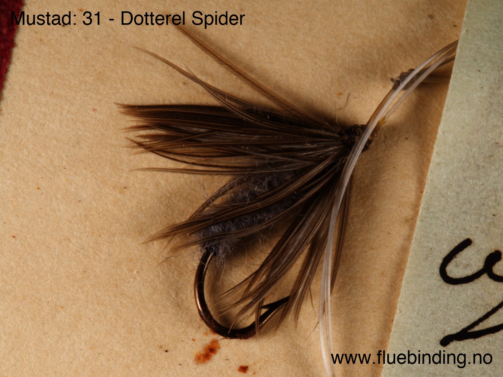 Dotterel Spider