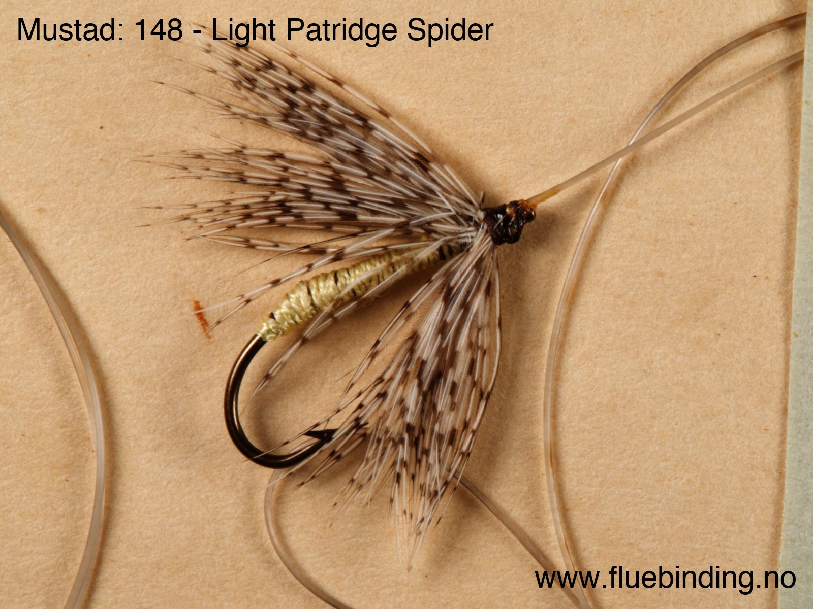 Light Patridge Spider