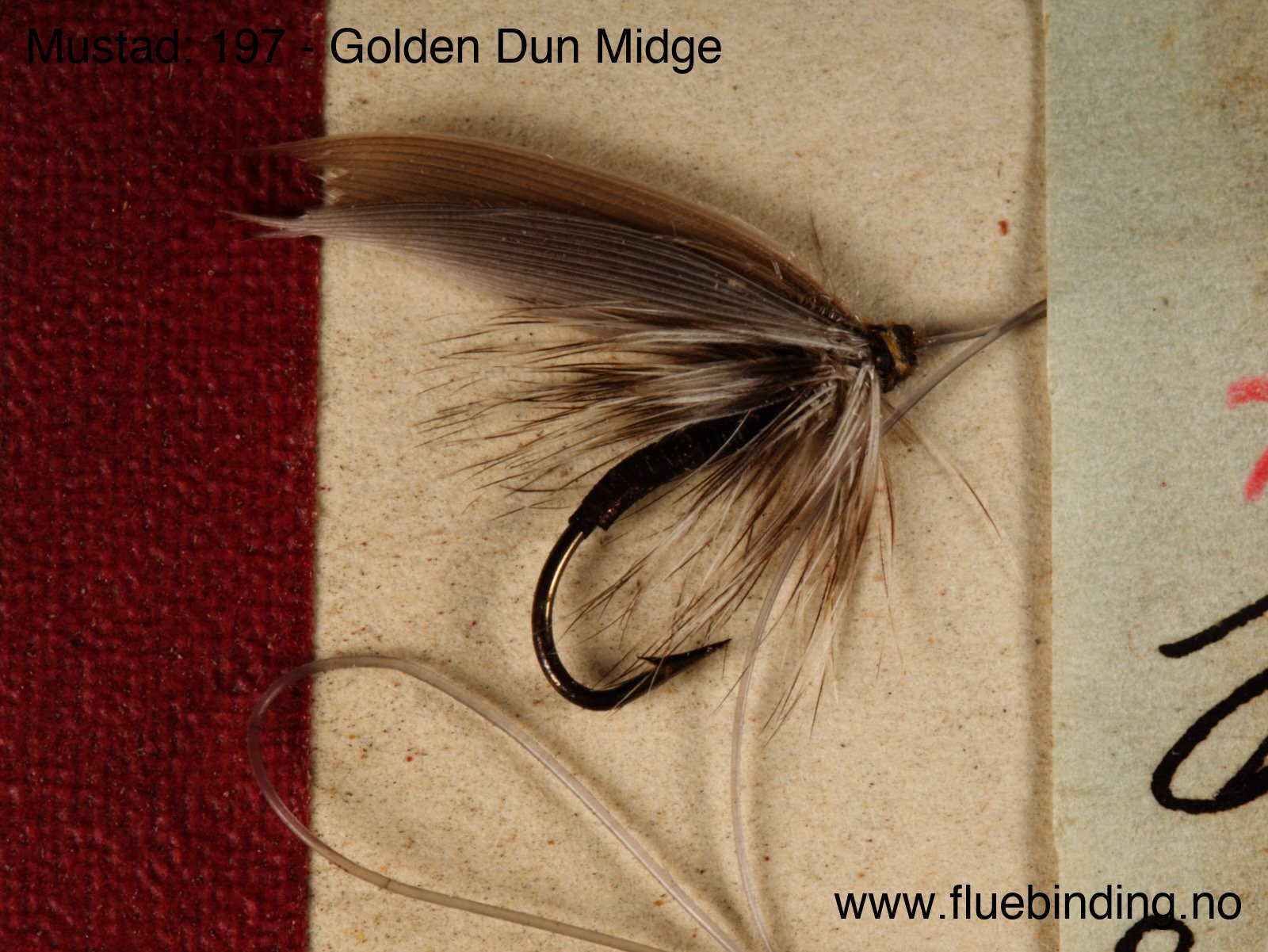 Golden Dun Midge