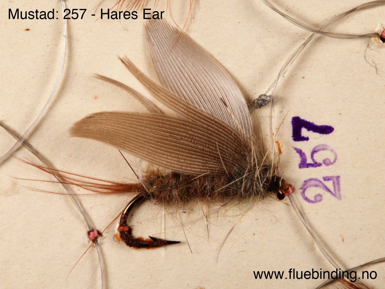 Hares Ear