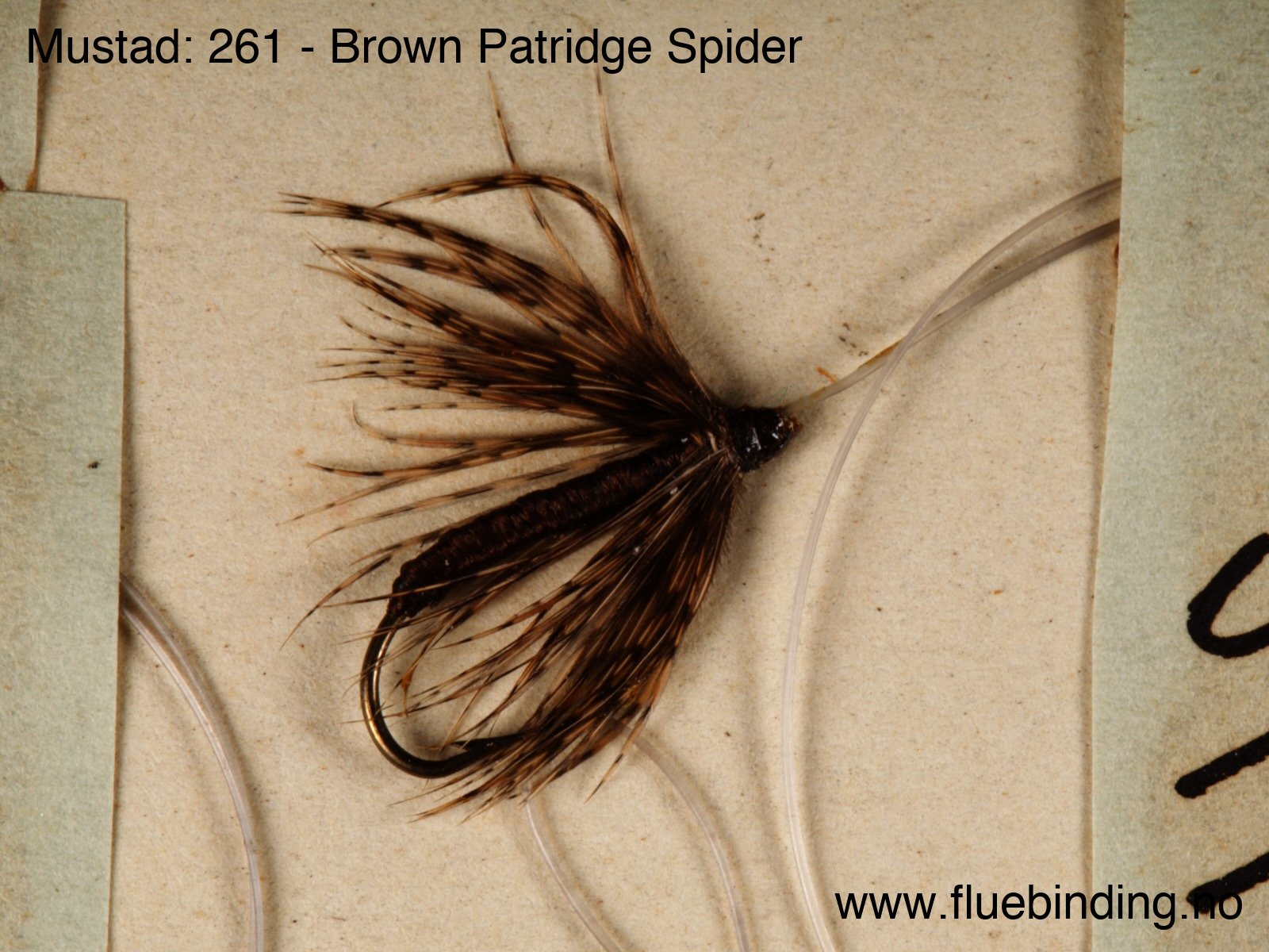 Brown Patridge Spider