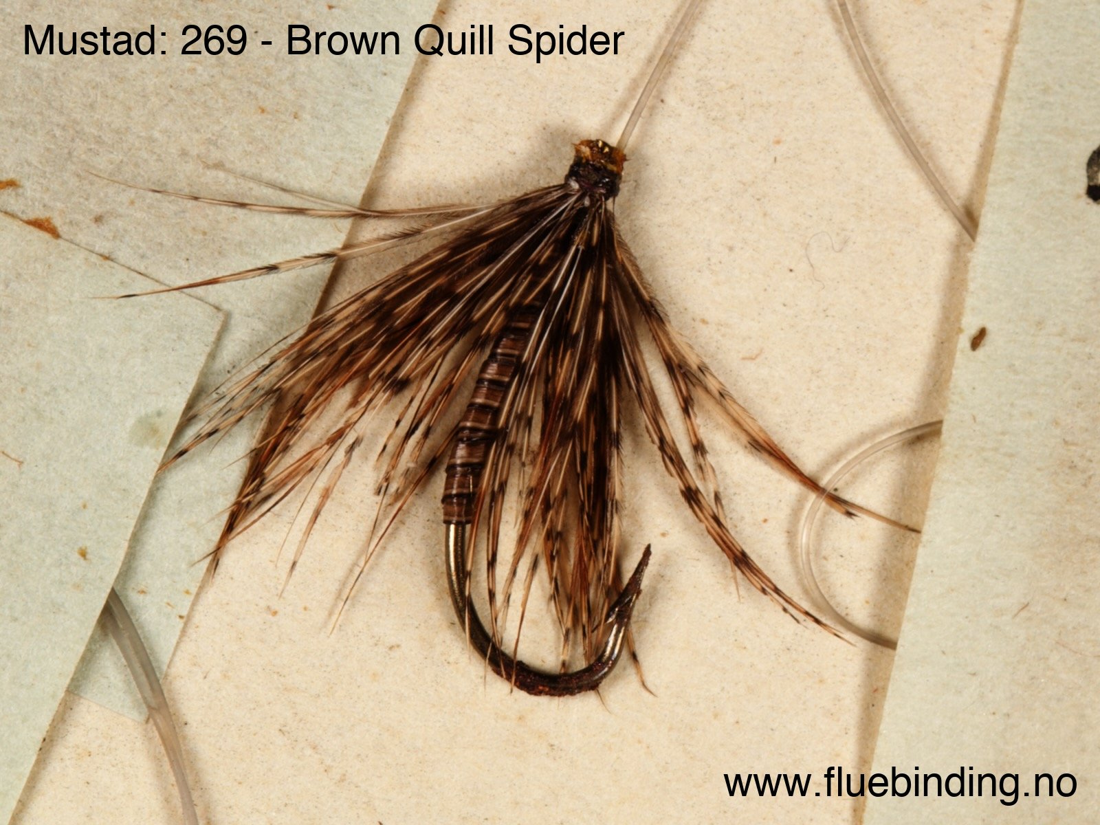 Brown Quill Spider