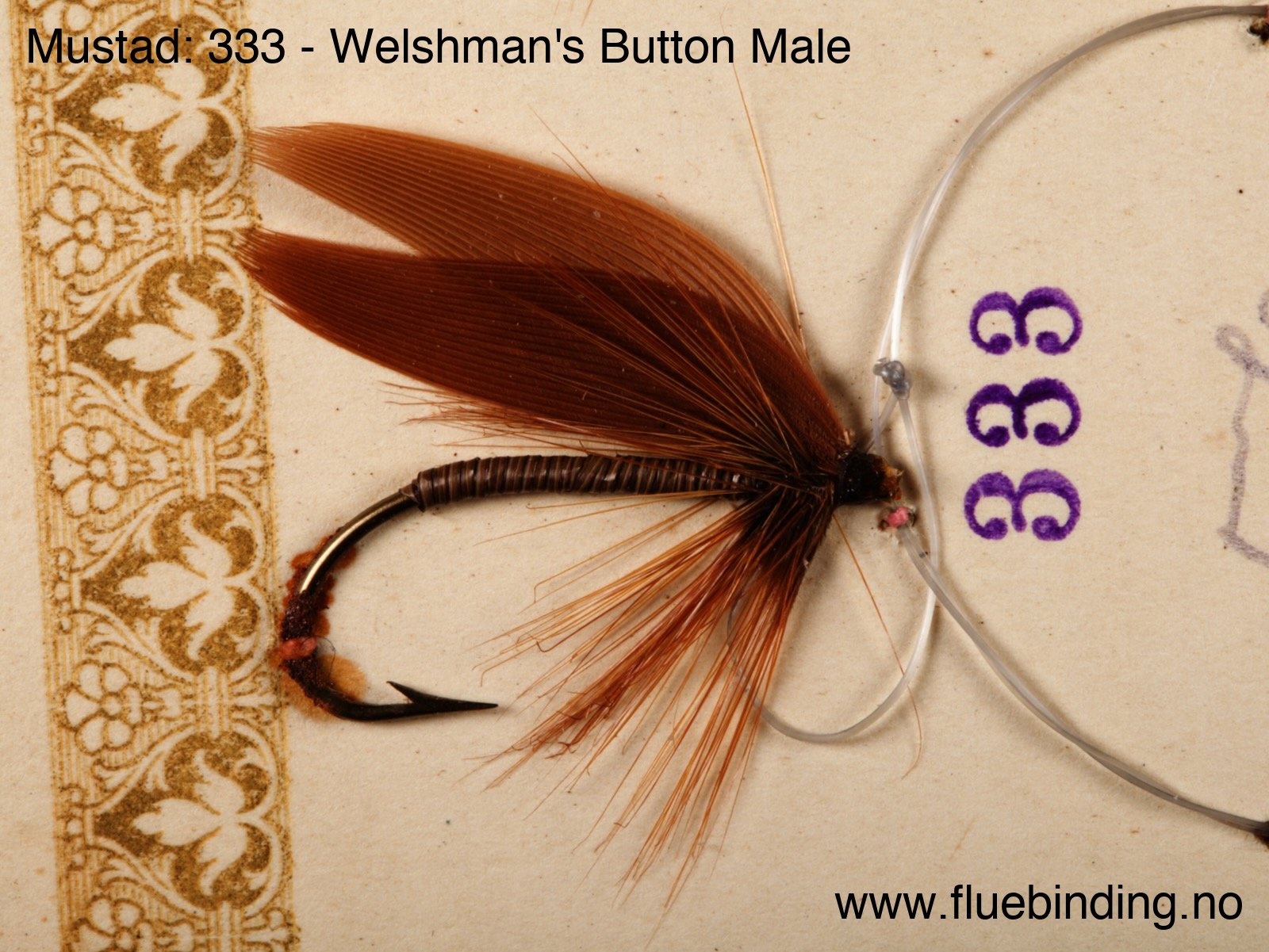 Welshman's Button Male