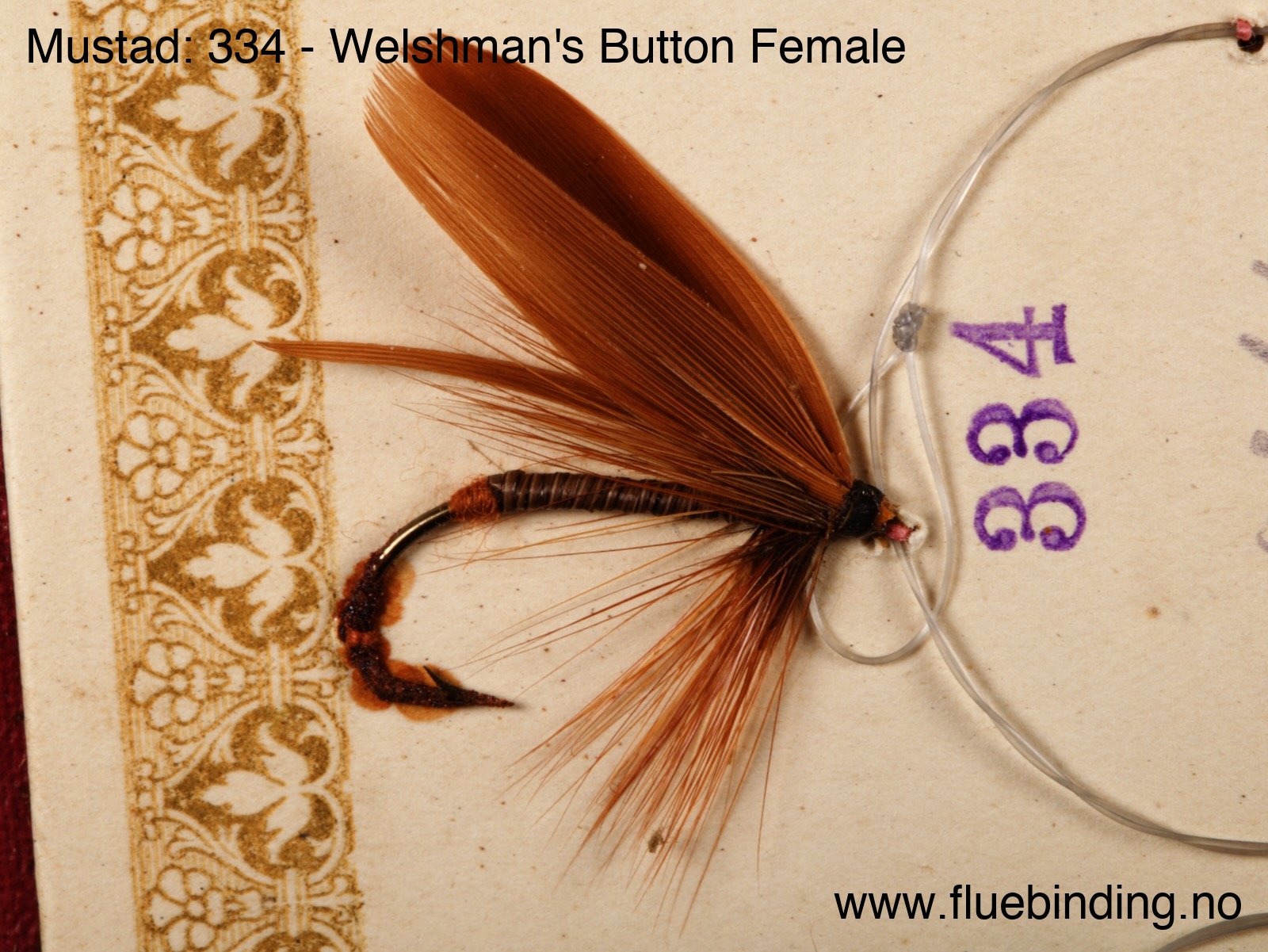 Welshman's Button Female