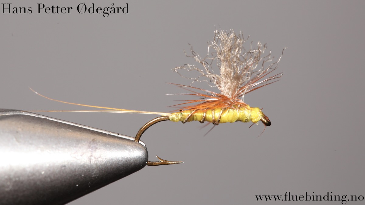 Hans Petter Ødegård: Tørrflue
